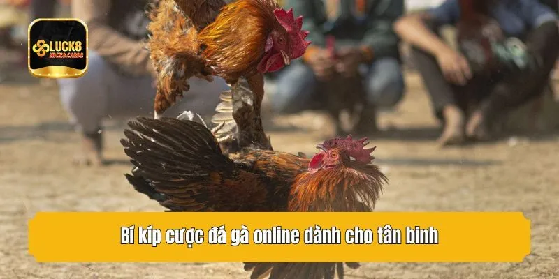 Bí kíp cược đá gà online dành cho tân binh