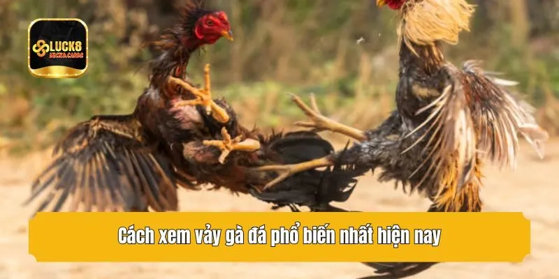 Cách xem vảy gà đá phổ biến nhất hiện nay