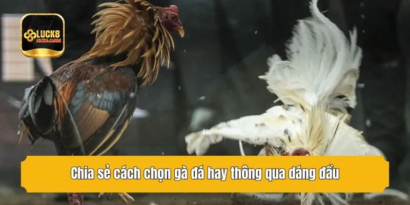 Chia sẻ cách chọn gà đá hay thông qua dáng đầu