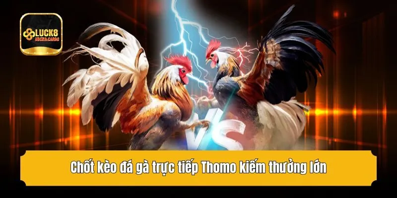 Chốt kèo đá gà trực tiếp Thomo kiếm thưởng lớn