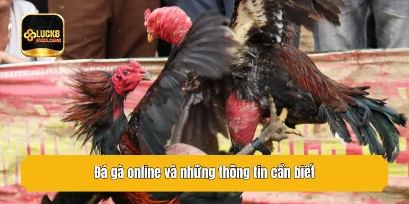 Đá gà online và những thông tin cần biết