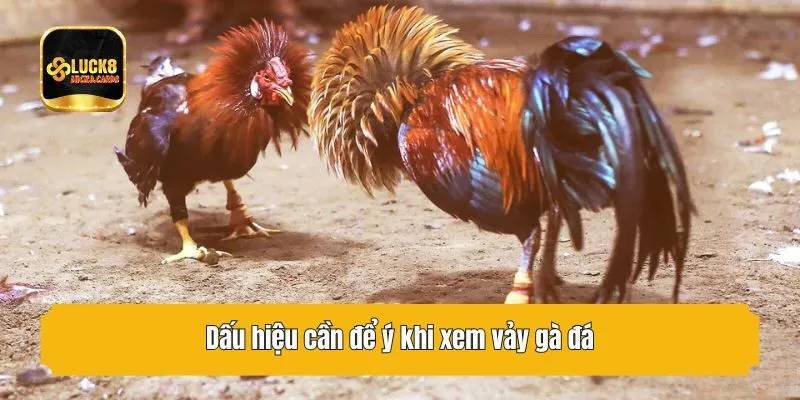 Dấu hiệu cần để ý khi xem vảy gà đá