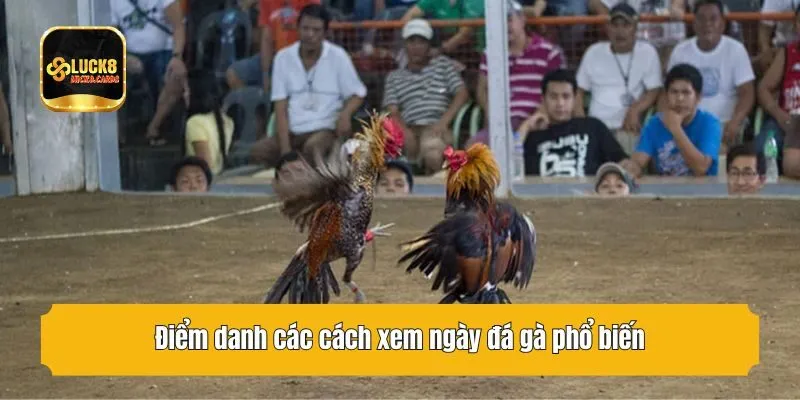 Điểm danh các cách xem ngày đá gà phổ biến