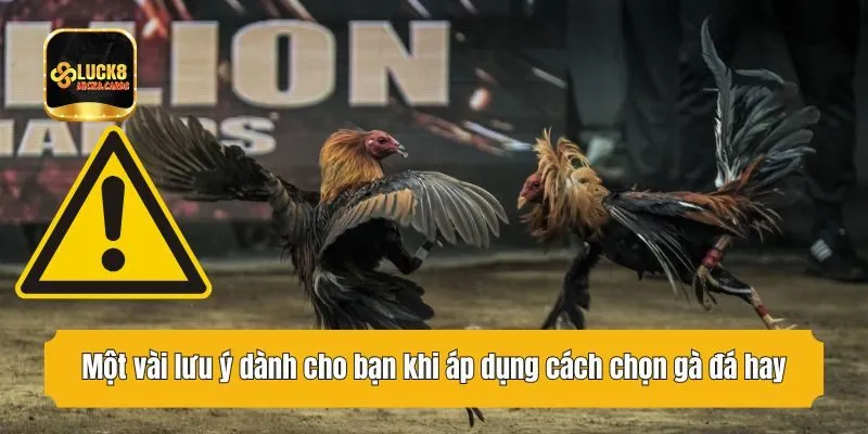 Một vài lưu ý dành cho bạn khi áp dụng cách chọn gà đá hay