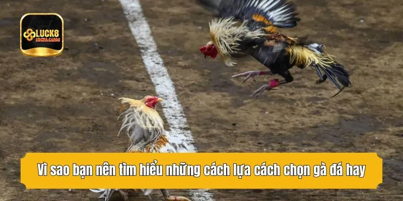 Vì sao bạn nên tìm hiểu những cách lựa cách chọn gà đá hay?