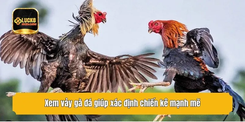 Xem vảy gà đá giúp xác định chiến kê mạnh mẽ